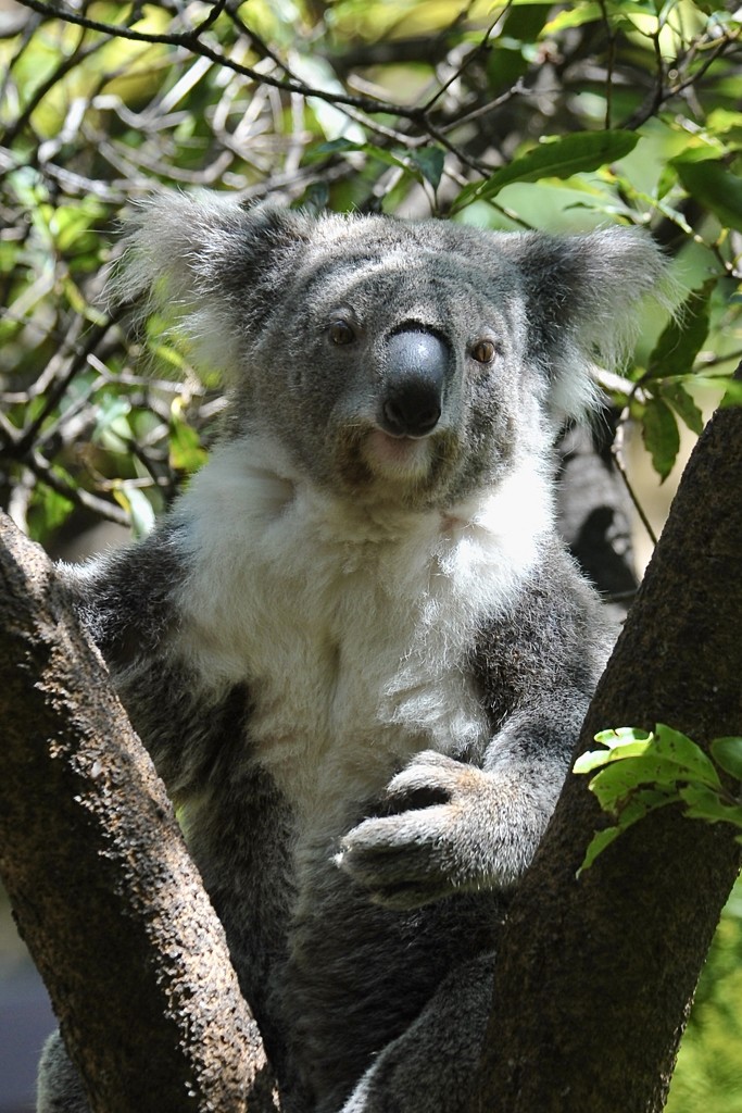 This koala woke up for me! by johnfalconer
