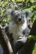 21st Jan 2021 - This koala woke up for me!