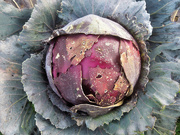 21st Jan 2021 - Last red cabbage standing