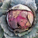 Last red cabbage standing by etienne