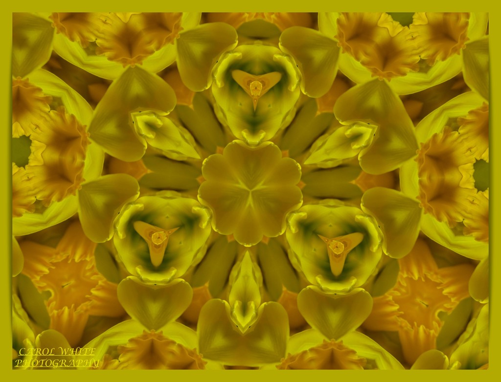 Daffodil Kaleidoscope by carolmw