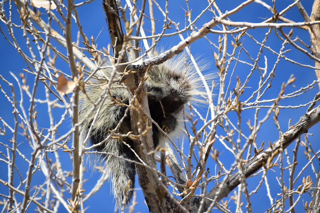 Another Porcupine. by bigdad