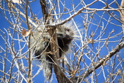 21st Jan 2021 - Another Porcupine.