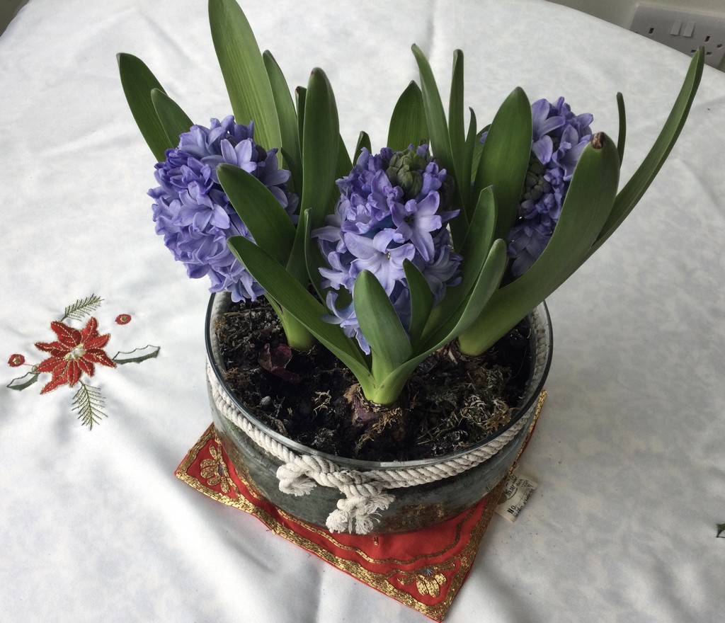 Highly Scented Hyacinths  by foxes37