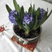 Highly Scented Hyacinths  by foxes37