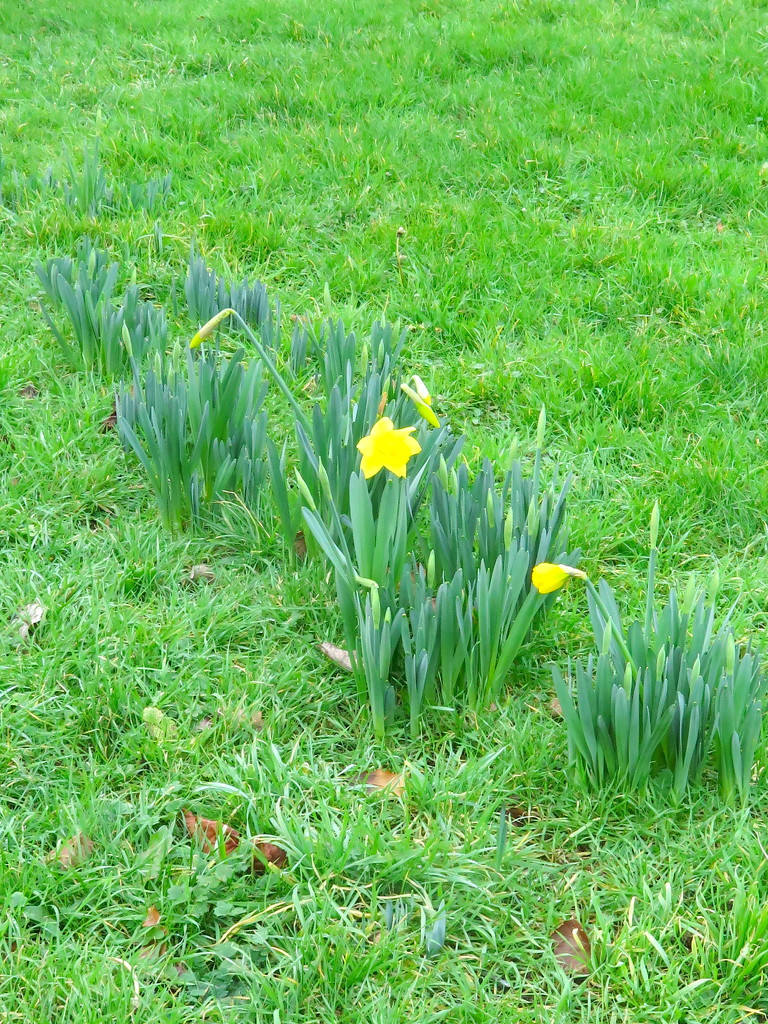 January Daffodil by davemockford