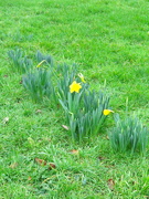 21st Jan 2021 - January Daffodil