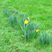 January Daffodil by davemockford