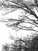 21st Jan 2021 - 1-21-21 starlings