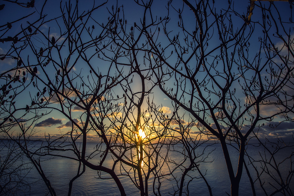 Sumac Tree Sunrise by pdulis