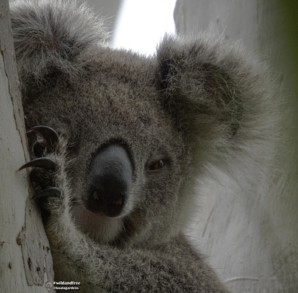 the beauty of youth by koalagardens