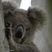 the beauty of youth by koalagardens
