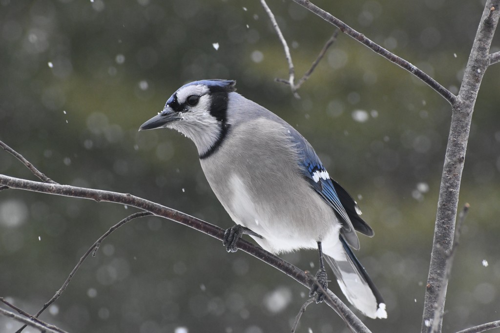 Snow Day Blue Jay by paintdipper