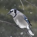 Snow Day Blue Jay by paintdipper