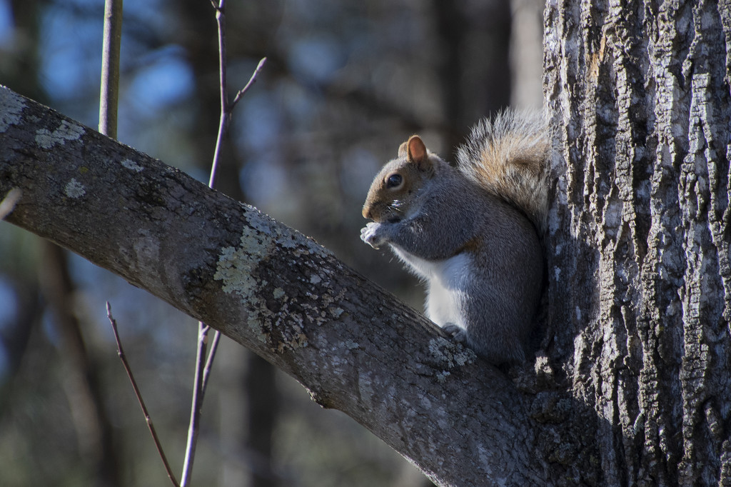 Happy Squirrel Appreciation Day! by timerskine