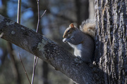 21st Jan 2021 - Happy Squirrel Appreciation Day!