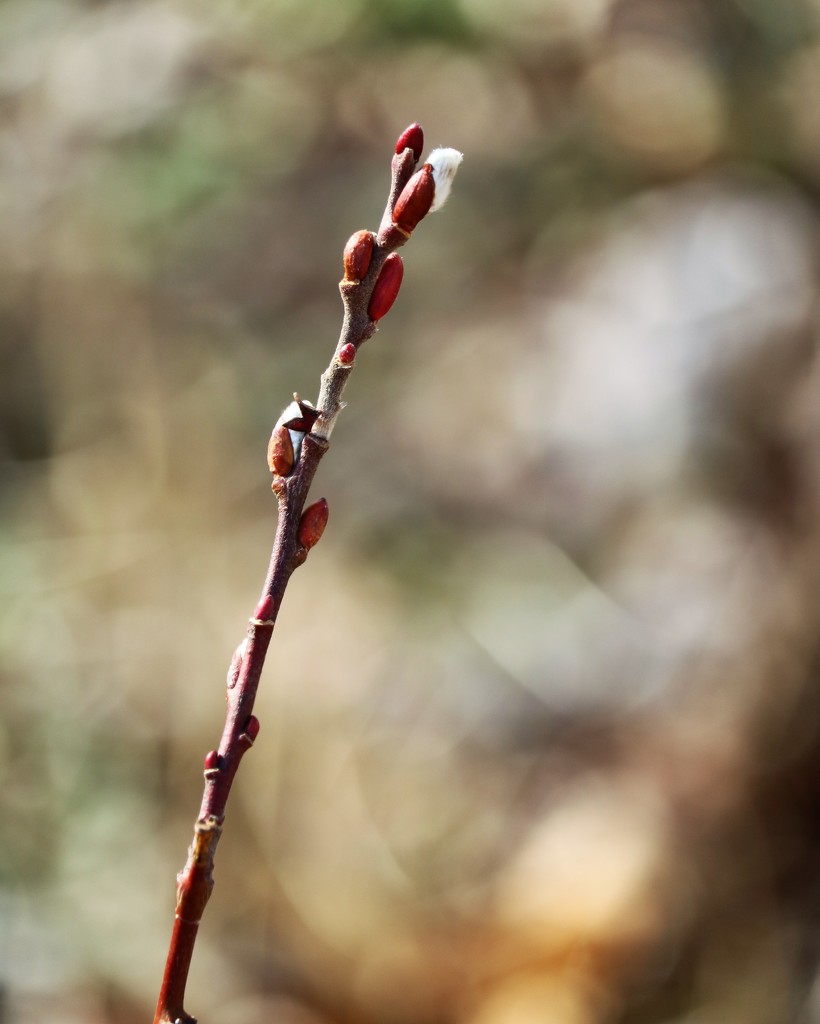 January 21: Pussy Willow by daisymiller