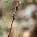 January 21: Pussy Willow by daisymiller