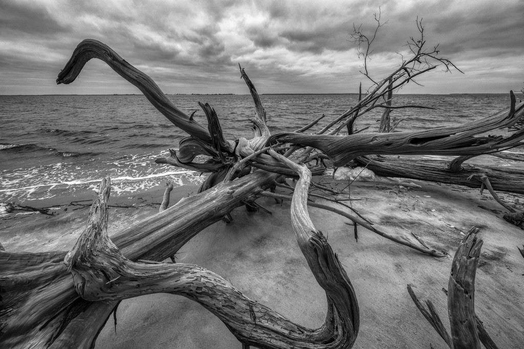 St. Andrews Beach Driftwood by kvphoto