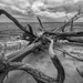 St. Andrews Beach Driftwood by kvphoto