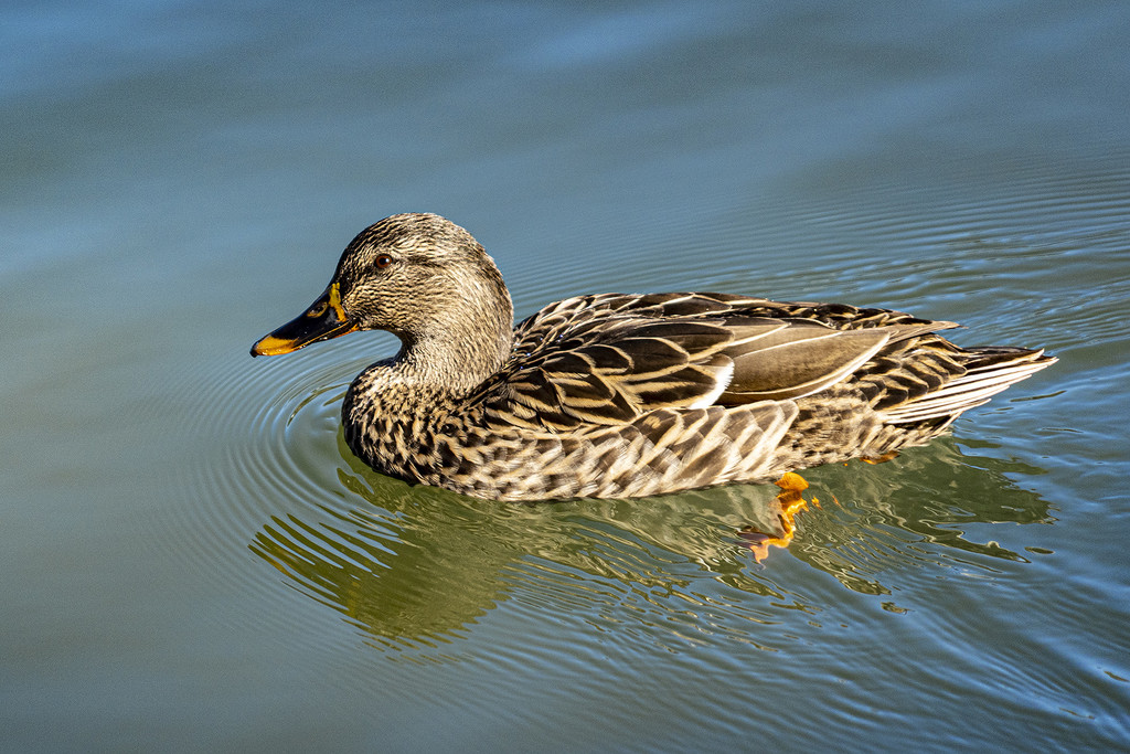 Female Mallard by k9photo