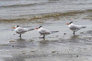 21st Jan 2021 - Three Royal Terns Standing