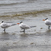 Three Royal Terns Standing by k9photo