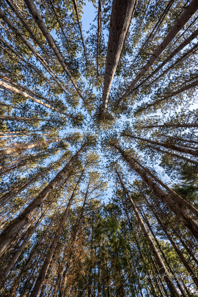 Things are looking up by dridsdale