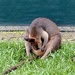 Wallaby by sugarmuser