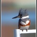 Our Recent Daily Visitor - A Female Belted Kingfisher by markandlinda
