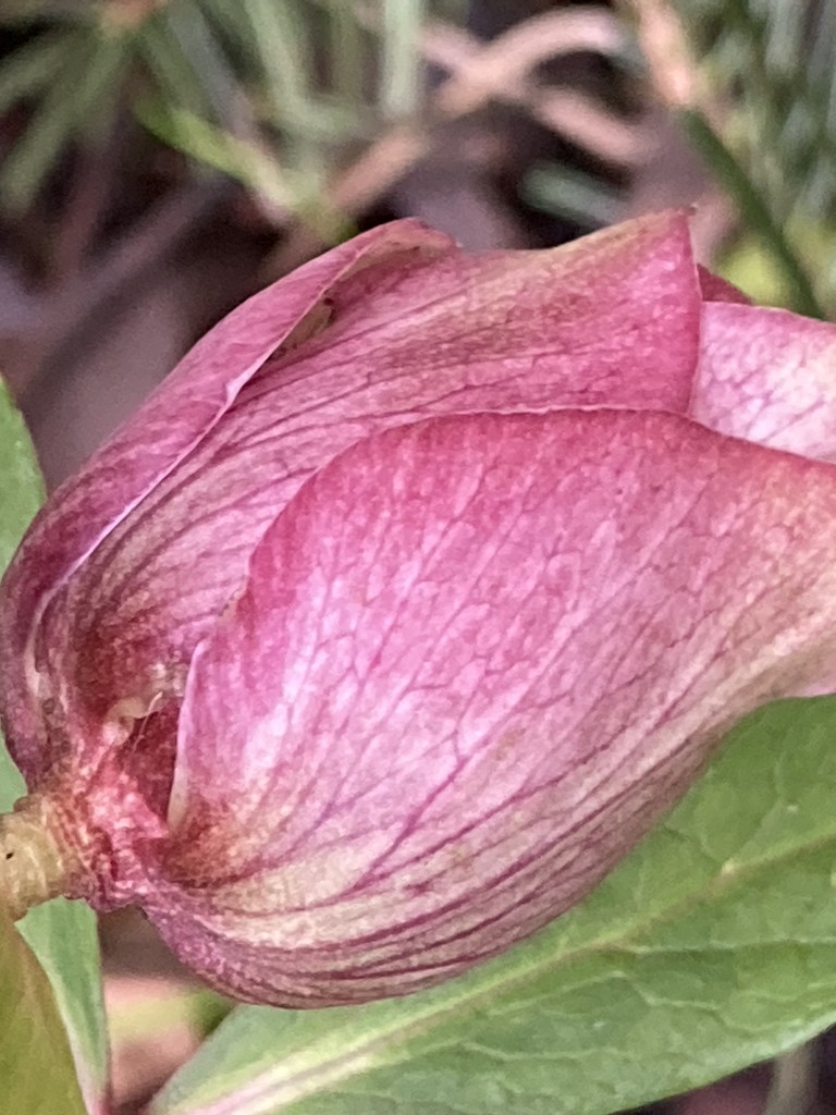 Hellebore Flowerbud by cataylor41