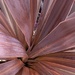 Cordyline Plant by cataylor41