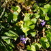 Shrinking Violets by allie912