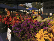 2nd Aug 2020 - Market Flowers 8-2-20