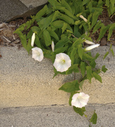 1st Aug 2020 - Morning Glory on Curb 8-1-20