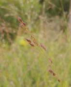 4th Aug 2020 - Ornamental Grasses 8-4-20