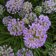 6th Aug 2020 - Wet Purple Flower 8-6-20