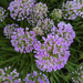 Wet Purple Flower 8-6-20 by houser934