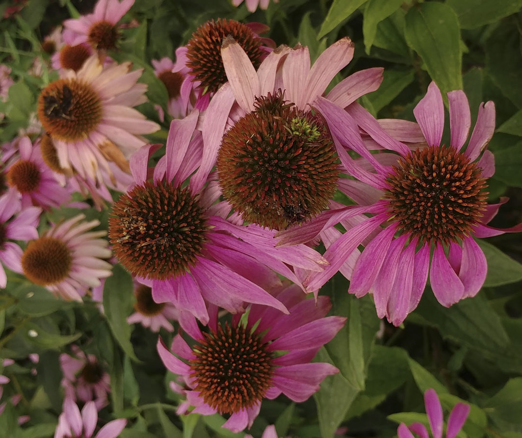Cone Flowers 8-11-20 by houser934