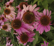 11th Aug 2020 - Cone Flowers 8-11-20