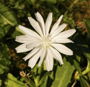 18th Aug 2020 - Raree White Chicory 8-18-20