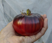 31st Aug 2020 - Black Tomato 8-30-20