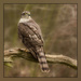 Sparrowhawk by shepherdmanswife