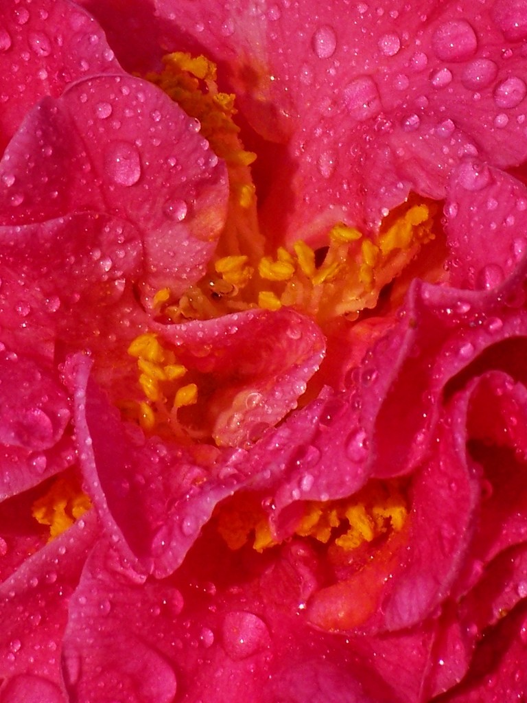 Camellia wet with rain... by marlboromaam