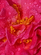 22nd Jan 2021 - Camellia wet with rain...