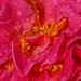 Camellia wet with rain... by marlboromaam