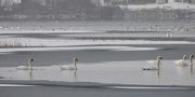 19th Jan 2021 - So many Swans!