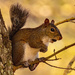 Squirrel With it's Nut! by rickster549