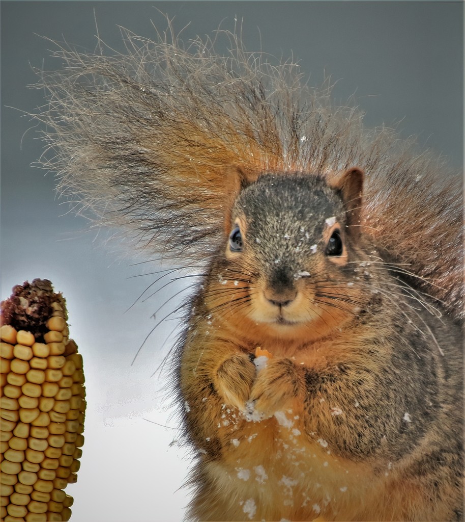 Happy National Squirrel Appreciation Day by lynnz