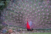 22nd Jan 2021 - A rare red peacock